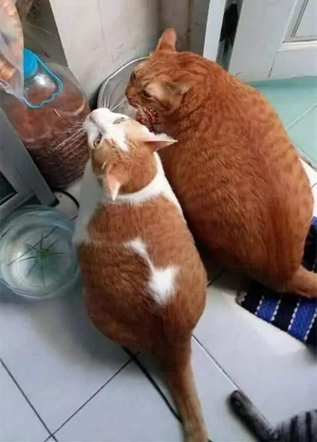 蓝猫因铲屎官不公正而眼含热泪其他猫咪睡猫窝,自己只能睡纸盒