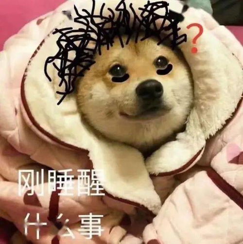 狗偷溜出去意外怀孕了,我负主要责任吗