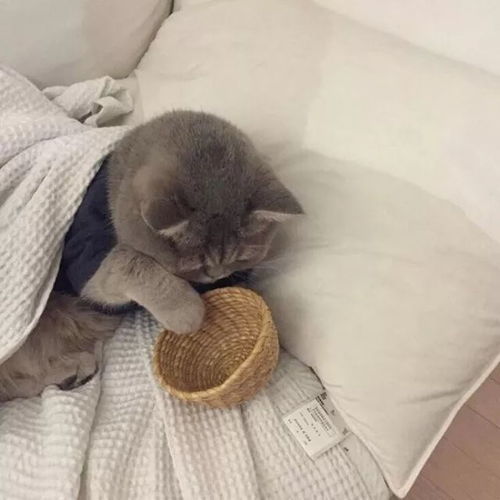 晚安故事·活了一百万次的猫