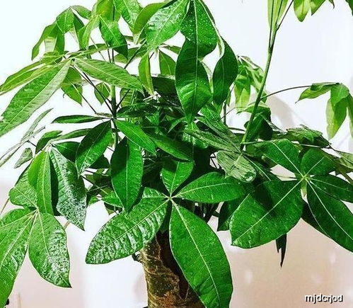 发财树适合穷养,养护上各种苛刻,一点不惯着,反而长得好