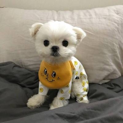 好看的狗狗微信头像狗狗头像萌图片大全