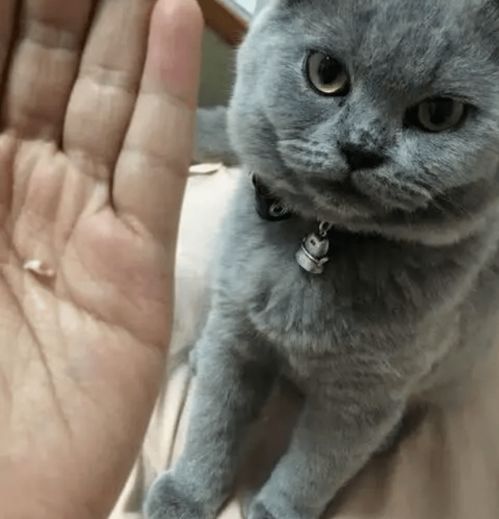 蓝猫犯错主人打了它一巴掌,它竟冲她手掌反咬一口,摊开手她懵了
