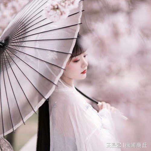 故道丨荷之恋