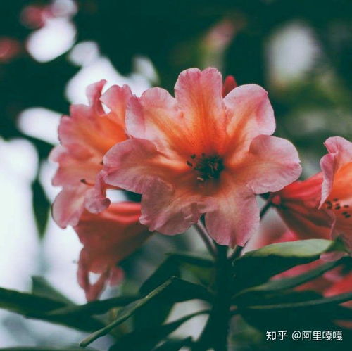 有没有适合公职人员的头像
