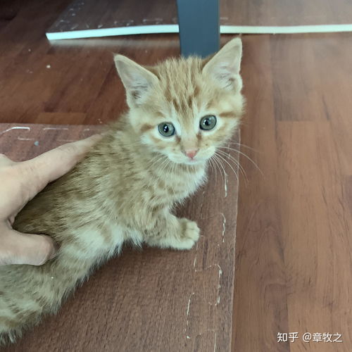 有一只很可爱的橘猫是什么体验