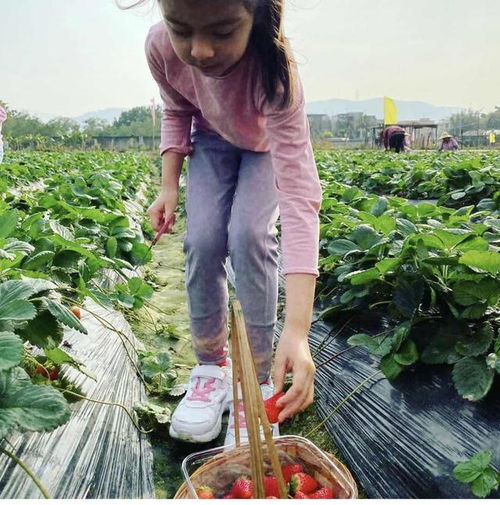 46岁梁咏琪近态逆龄化,与女儿一同摘草莓,混血女儿大长腿颜值高