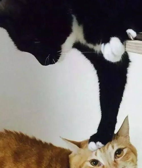 女孩网购一只蓝猫,过了几天找店家退款,长这样怎么吸啊