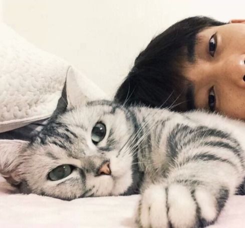 世贤虽渣,品如虽好,想要家庭幸福还是缺了一只猫