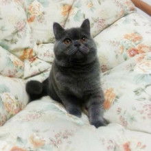 女生和蓝猫的头像英国短毛猫