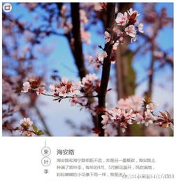 隐藏在青岛的7条绝美赏花路线