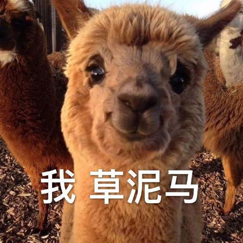 送给乌克兰成吨千纸鹤后,日本变脸,骂乌留学生是难民贵族