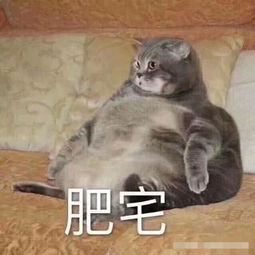 把英短蓝猫当猪养的后果是什么一张对比图让你笑出腹肌