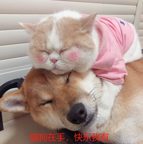 新手想同时养猫和狗,有什么需要注意的,先养哪个比较好