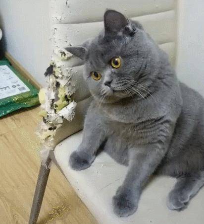 女生和蓝猫的头像小猫