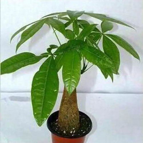 秋冬养护发财树,做到这4点,告别枯黄烂根,叶子又绿又茂盛