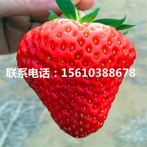 脱毒吐德拉草莓苗吐德拉草莓苗出售价格-黄页88网