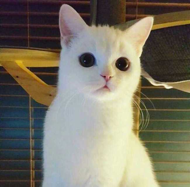 猫咪换毛季须知