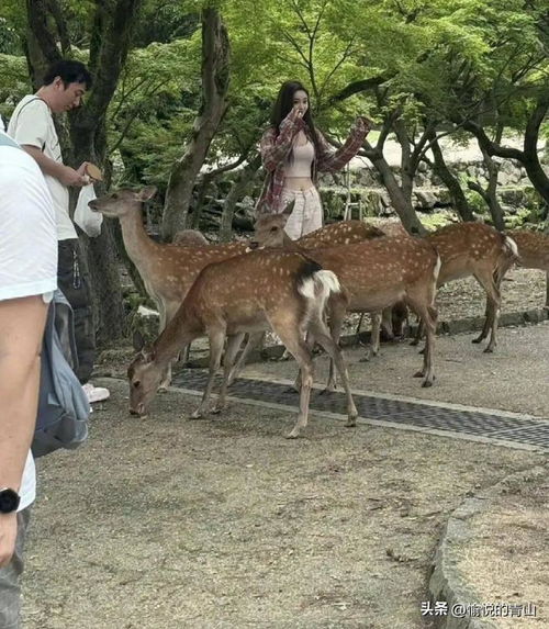 女人用鹿做头像啥意思女生