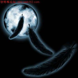 一片黑色翅膀一片白色翅膀的图片有的快m十天之内无人回答