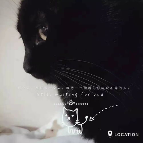 给它们一个家线上宠物领养日20181202