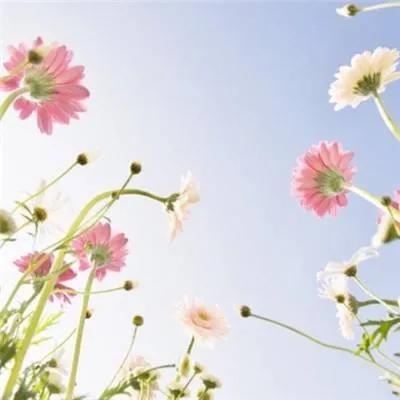 2024最好运头像女桃花绽放