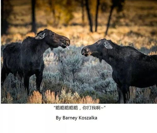 搞笑野生动物摄影奖,能捕捉到这种时刻,厉害了