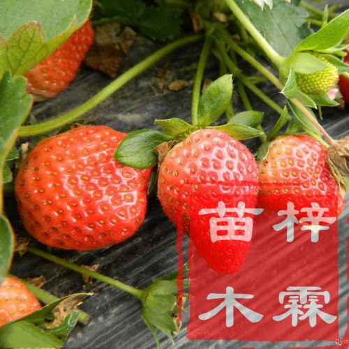到哪里买草莓苗脱毒草莓苗图片介绍