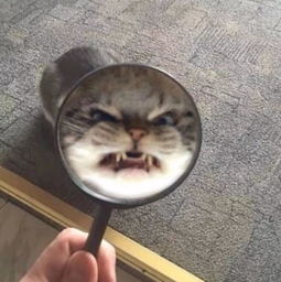 头像图像