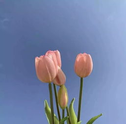 花朵静物头像男朋友不懂浪漫的样子真的很气人