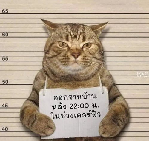 法律面前,人猫平等