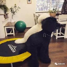 生个孩子养条狗,此生别无所求
