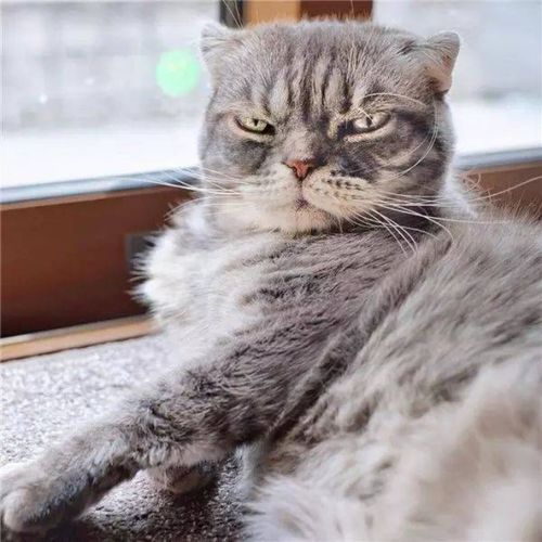 可爱打盹猫头像女生萌抖音