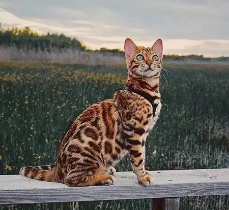 孟加拉猫外表狂野似豹子,内心是温柔小绵羊,这魅力谁能抵挡