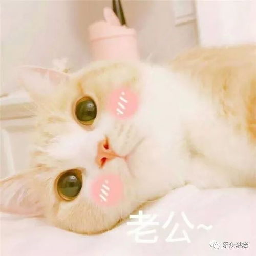 猫咪表情包