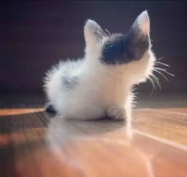 可爱打盹猫头像女生萌小海绵
