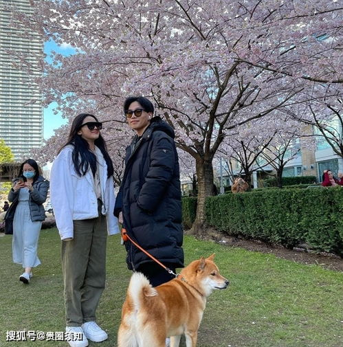 陈坤19岁的儿子与长发美女遛狗看樱花,戴着同款口罩墨镜疑恋爱了