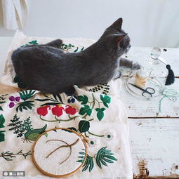 现实版新海诚的她和她的猫,猫咪眼中那个爱刺绣的女孩