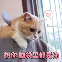 超萌的仙女撒娇表情包想你脑袋里都是你,怎么还不来抱抱我