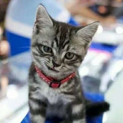 猫狗情侣头像一左一右可爱卖萌一猫一狗搞怪情侣头像