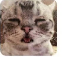 女生头像可爱猫猫养猫
