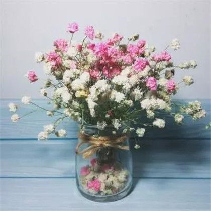 微信唯美花朵头像