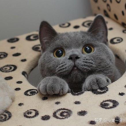养猫,劝你养英国短毛猫,优点太多了