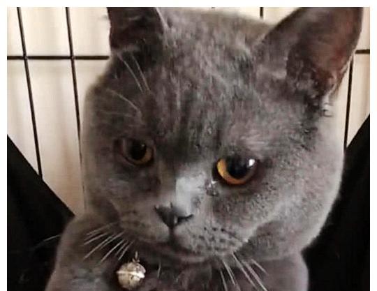女友来家做客,男子把蓝猫关了起来,女友走后打开一看,连忙道歉