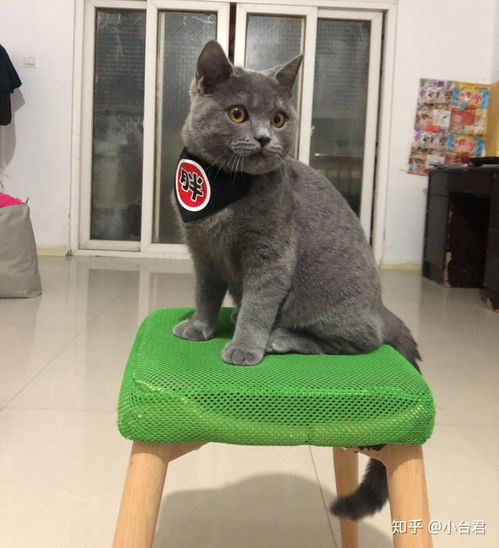 英短蓝猫绝育会对发腮有什么影响吗