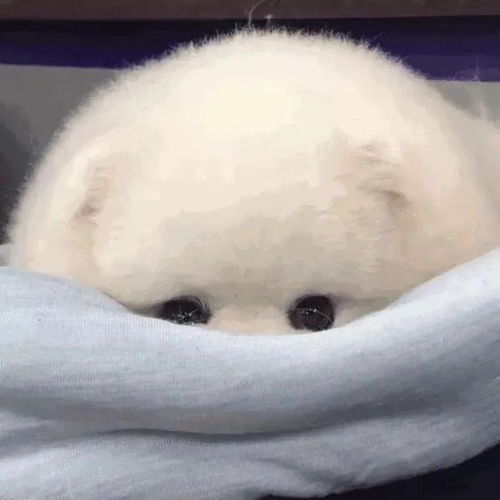 朋友圈搞笑沙雕文案