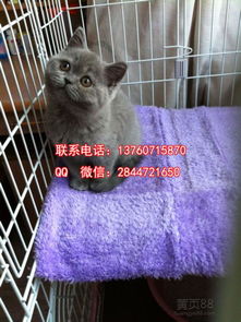 蓝猫杀虫剂报价厂家