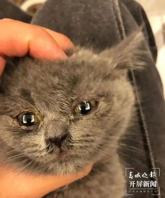 玉溪女子花800元买带血统蓝猫,收到猫后花1200元治疗