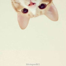 可爱萌猫头像大合集