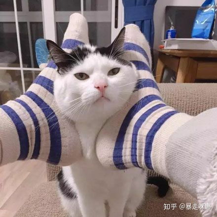 女生头像可爱猫猫情侣头像