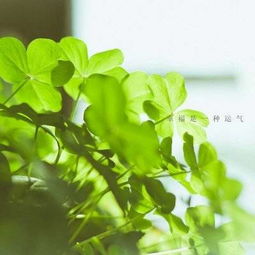 幸运草头像四叶草清新的微信头像